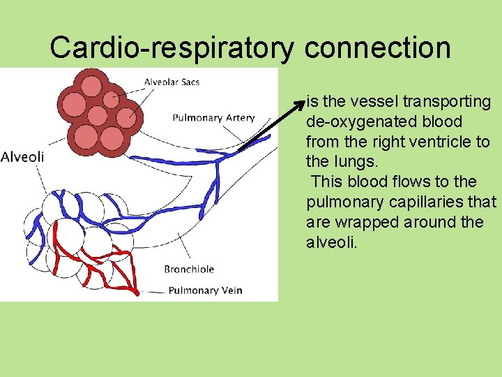 Cardio-respiratory connection is the vessel transporting de-oxygenated blood from the right ventricle to the