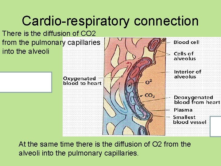 Cardio-respiratory connection There is the diffusion of CO 2 from the pulmonary capillaries into
