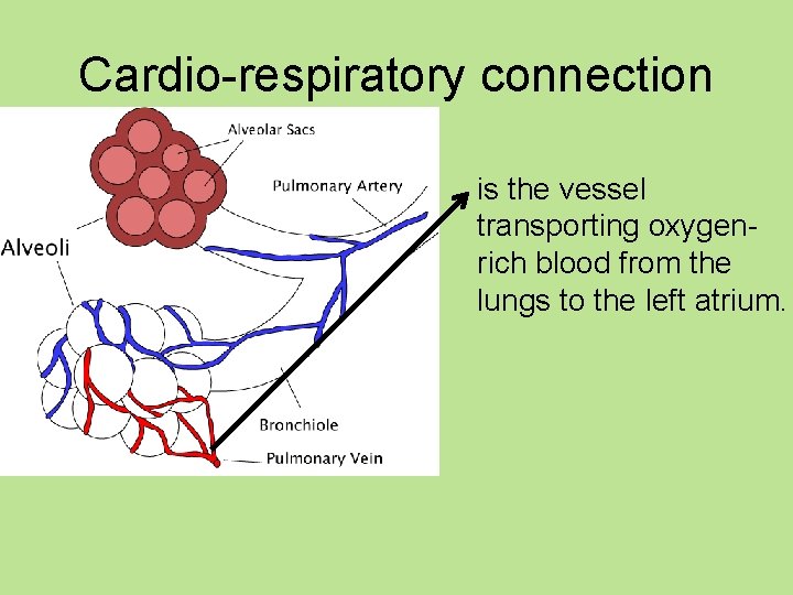 Cardio-respiratory connection is the vessel transporting oxygenrich blood from the lungs to the left