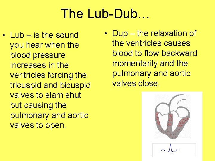 The Lub-Dub… • Lub – is the sound you hear when the blood pressure
