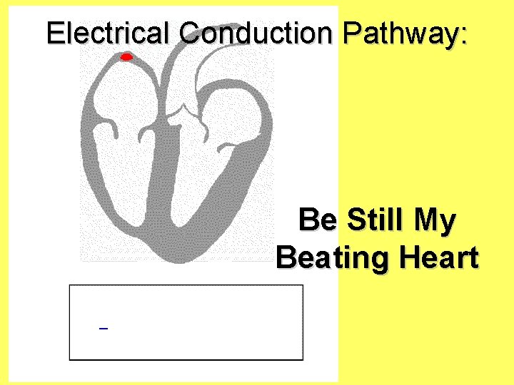 Electrical Conduction Pathway: Be Still My Beating Heart 