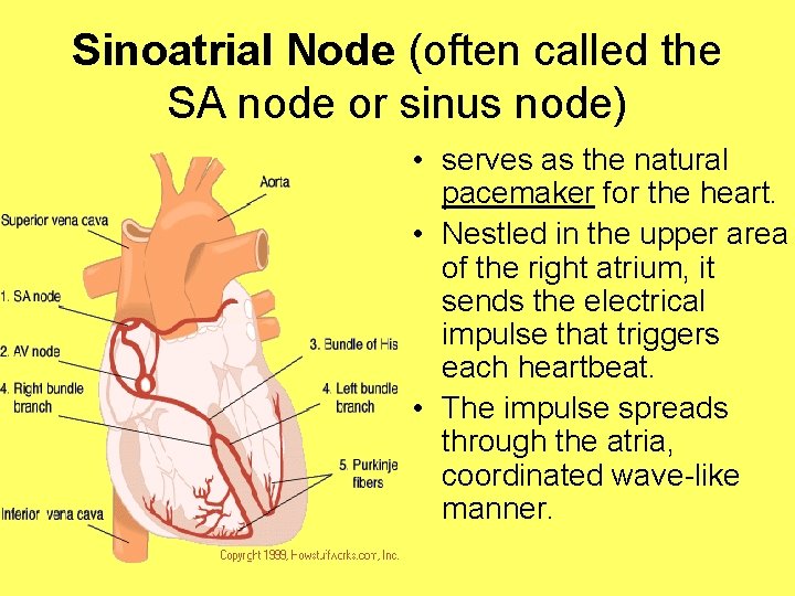 Sinoatrial Node (often called the SA node or sinus node) • serves as the