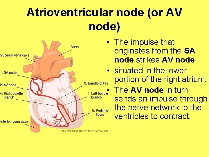 Atrioventricular node (or AV node) • The impulse that originates from the SA node