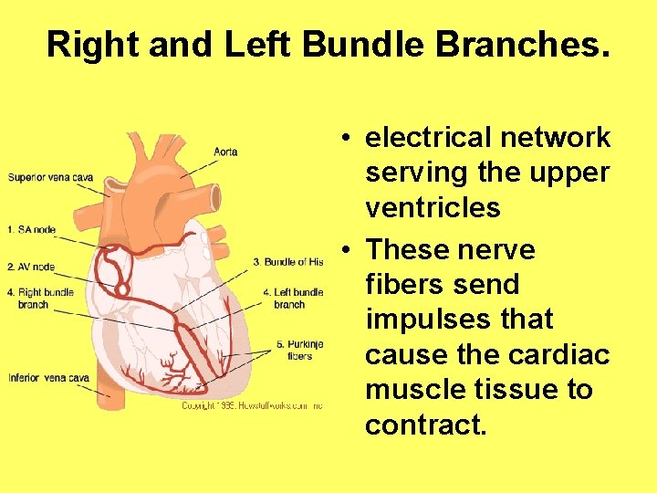 Right and Left Bundle Branches. • electrical network serving the upper ventricles • These