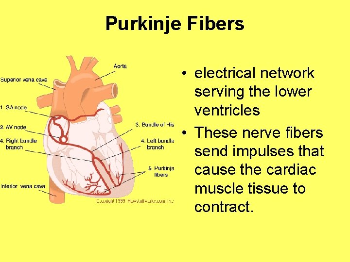 Purkinje Fibers • electrical network serving the lower ventricles • These nerve fibers send