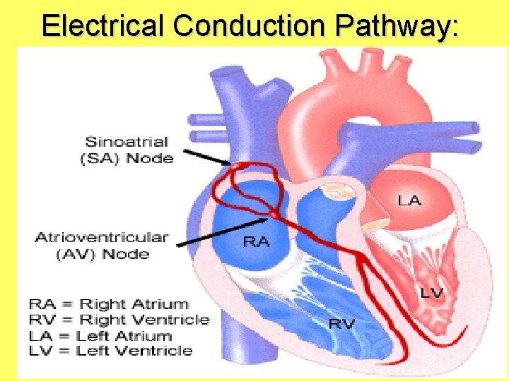 Electrical Conduction Pathway: 