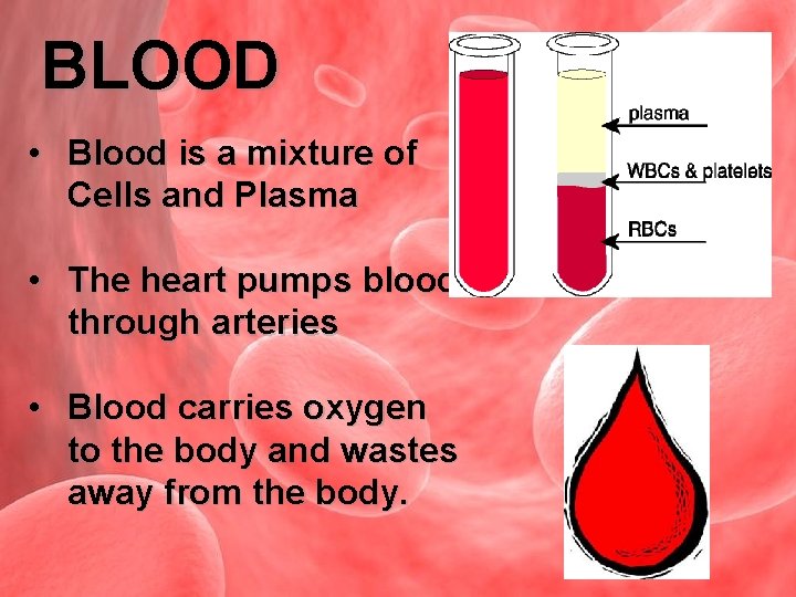 BLOOD • Blood is a mixture of Cells and Plasma • The heart pumps