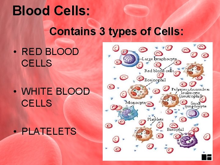 Blood Cells: Contains 3 types of Cells: • RED BLOOD CELLS • WHITE BLOOD