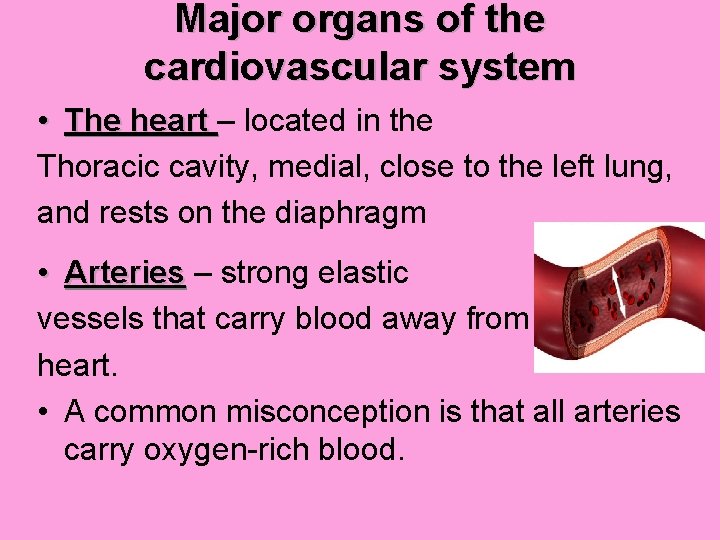 Major organs of the cardiovascular system • The heart – located in the Thoracic