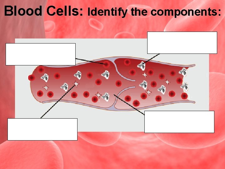 Blood Cells: Identify the components: Red blood cells platelets white blood cell plasma 