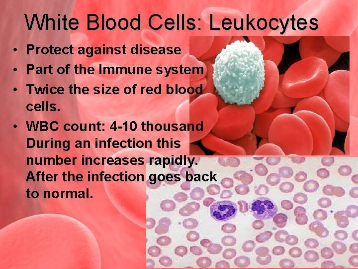 White Blood Cells: Leukocytes • Protect against disease • Part of the Immune system