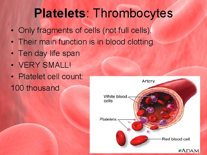 Platelets: Platelets Thrombocytes • Only fragments of cells (not full cells). • Their main