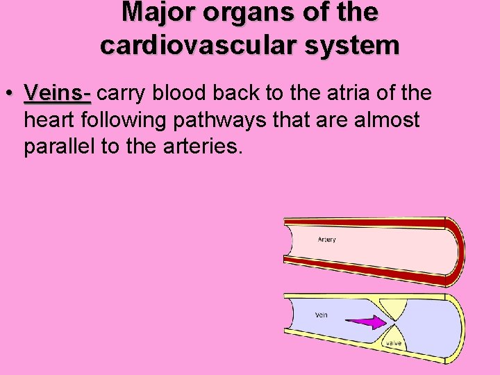 Major organs of the cardiovascular system • Veins- carry blood back to the atria