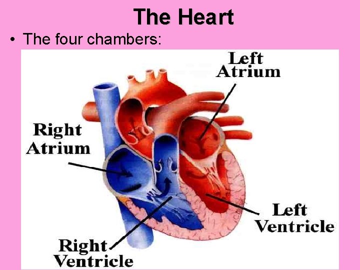 The Heart • The four chambers: 