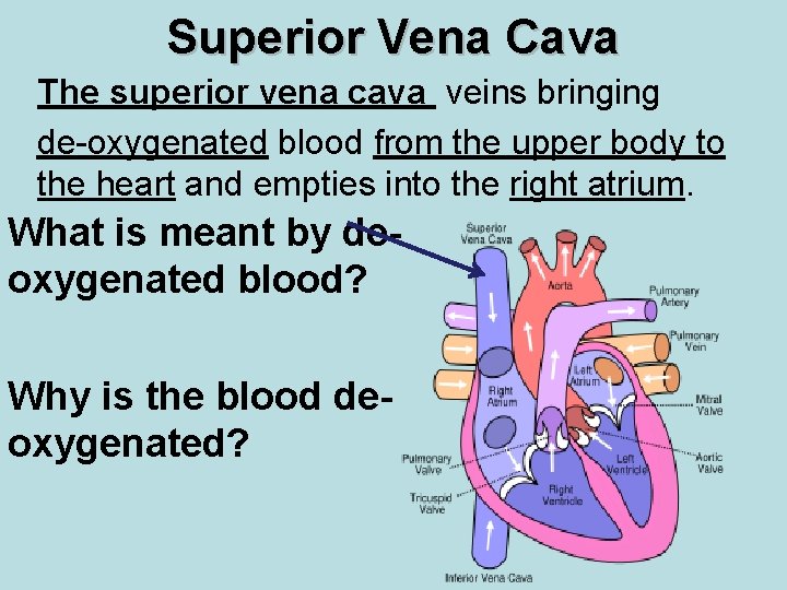 Superior Vena Cava The superior vena cava veins bringing de-oxygenated blood from the upper