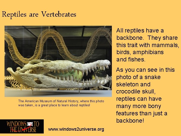 Reptiles are Vertebrates All reptiles have a backbone. They share this trait with mammals, Reptiles are Vertebrates All reptiles have a backbone. They share this trait with mammals,