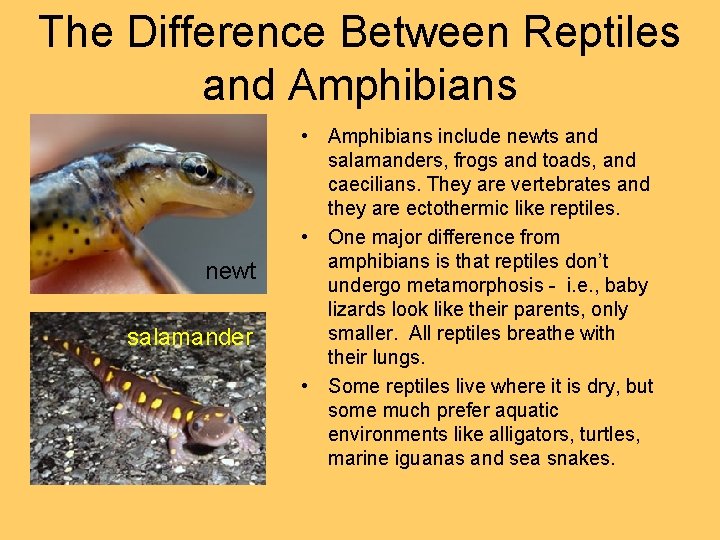 The Difference Between Reptiles and Amphibians newt salamander • Amphibians include newts and salamanders, The Difference Between Reptiles and Amphibians newt salamander • Amphibians include newts and salamanders,