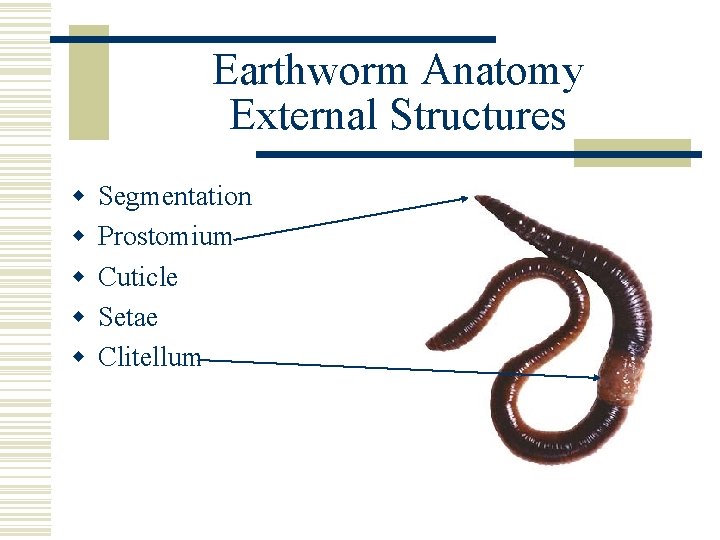 Earthworm Anatomy External Structures w w w Segmentation Prostomium Cuticle Setae Clitellum 