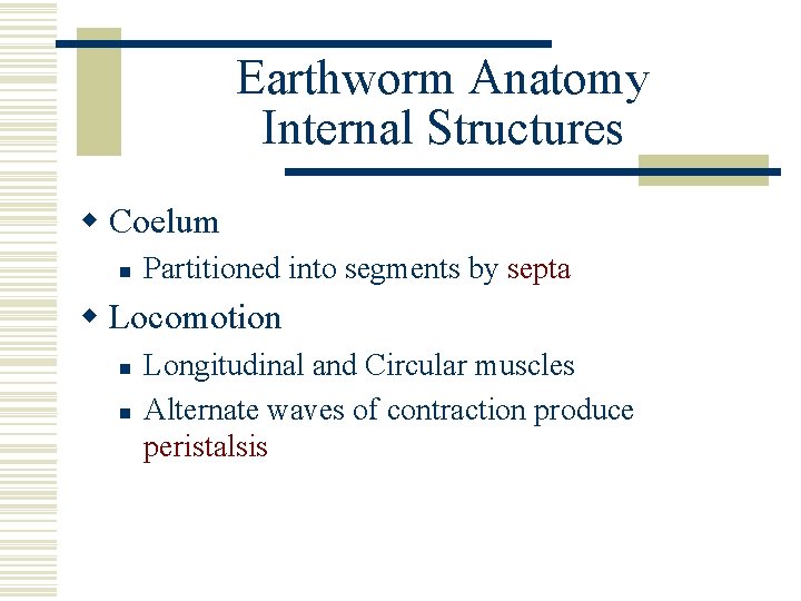 Earthworm Anatomy Internal Structures w Coelum n Partitioned into segments by septa w Locomotion