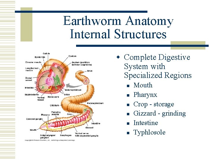 Earthworm Anatomy Internal Structures w Complete Digestive System with Specialized Regions n n n