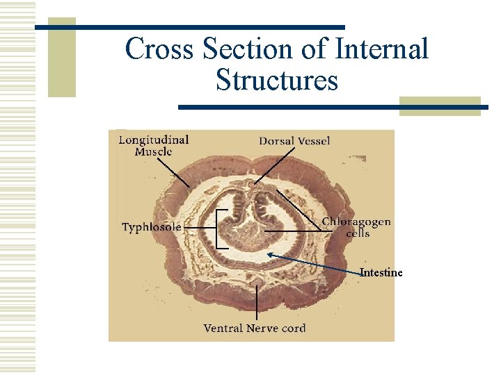 Cross Section of Internal Structures Intestine 