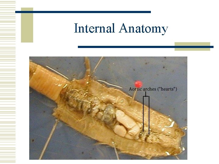 Internal Anatomy 