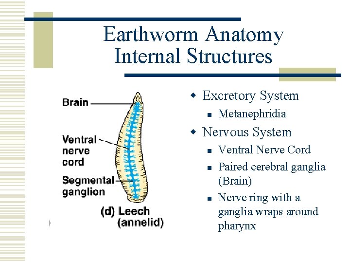 Earthworm Anatomy Internal Structures w Excretory System n Metanephridia w Nervous System n n