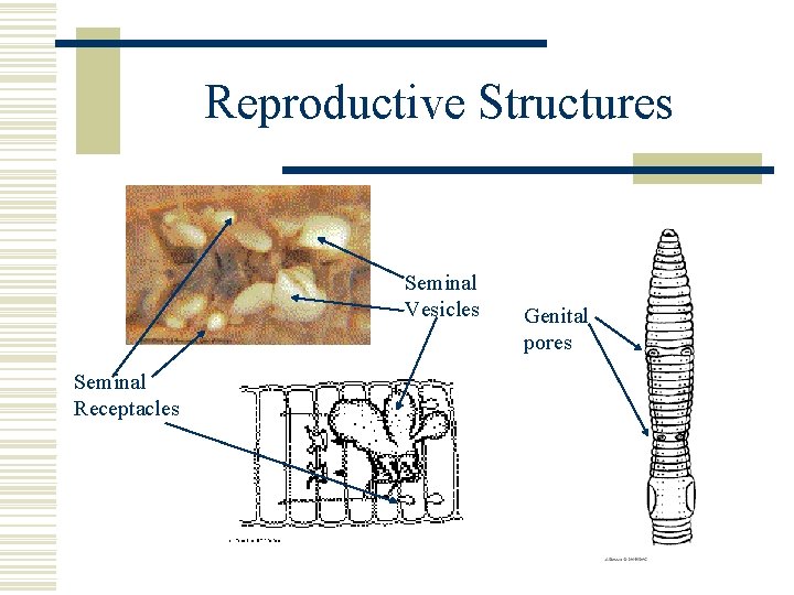 Reproductive Structures Seminal Vesicles Seminal Receptacles Genital pores 