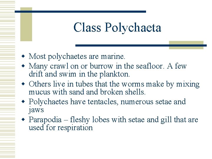 Class Polychaeta w Most polychaetes are marine. w Many crawl on or burrow in