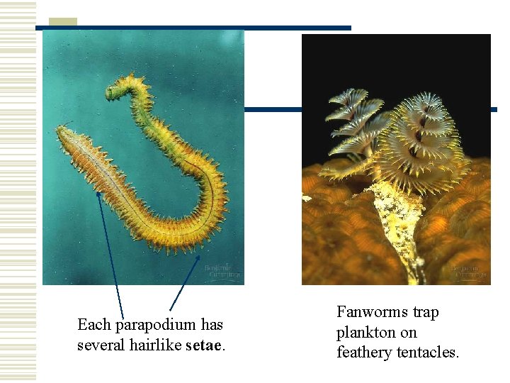 Each parapodium has several hairlike setae. Fanworms trap plankton on feathery tentacles. 