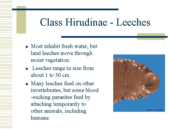 Class Hirudinae - Leeches n n n Most inhabit fresh water, but land leeches