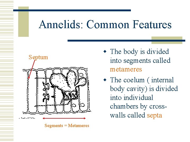 Annelids: Common Features Septum Segments = Metameres w The body is divided into segments