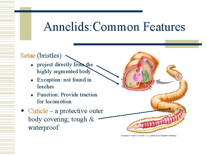 Annelids: Common Features Setae (bristles) n n n project directly from the highly segmented