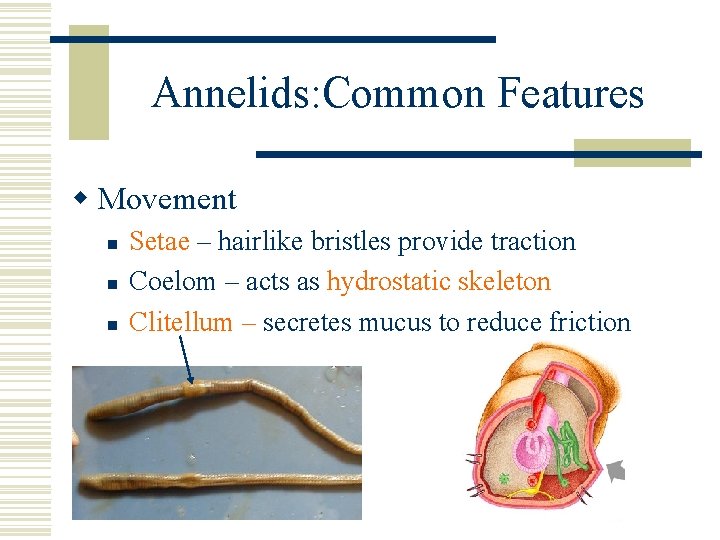 Annelids: Common Features w Movement n n n Setae – hairlike bristles provide traction