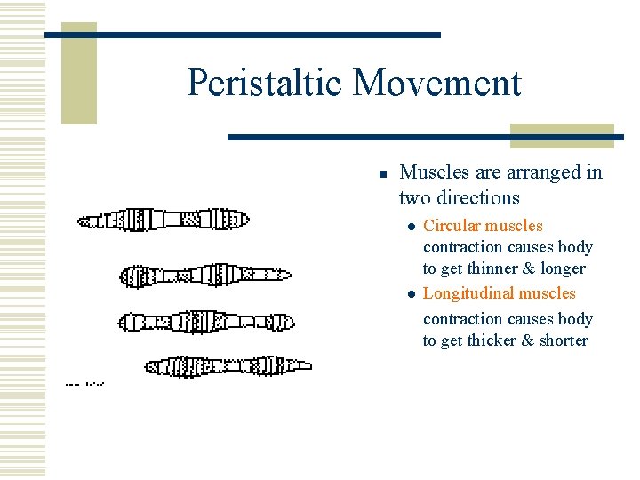 Peristaltic Movement n Muscles are arranged in two directions l l Circular muscles contraction