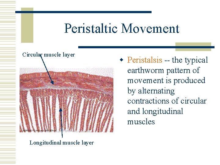 Peristaltic Movement Circular muscle layer Longitudinal muscle layer w Peristalsis -- the typical earthworm