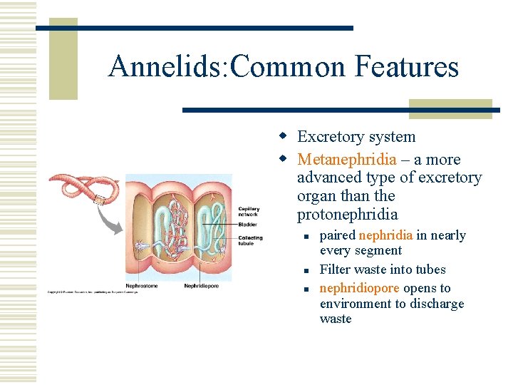 Annelids: Common Features w Excretory system w Metanephridia – a more advanced type of