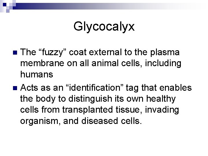 Glycocalyx The “fuzzy” coat external to the plasma membrane on all animal cells, including