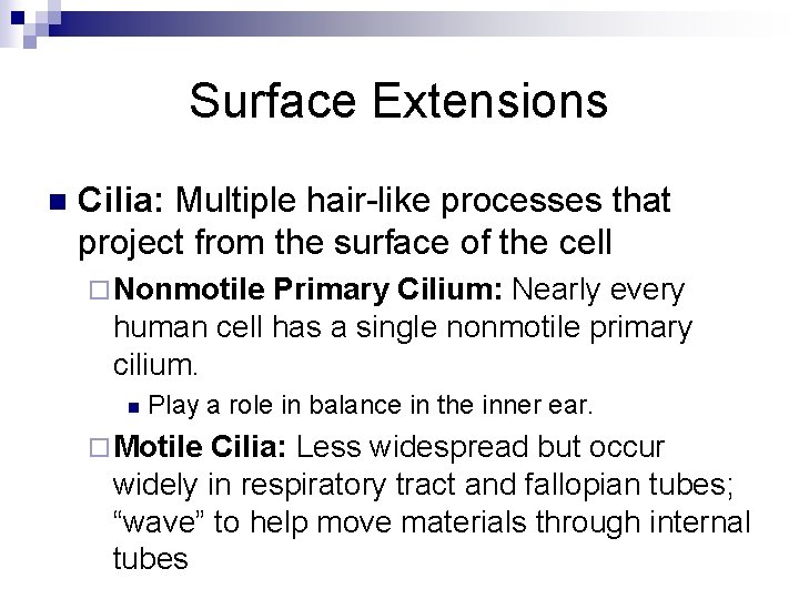 Surface Extensions n Cilia: Multiple hair-like processes that project from the surface of the