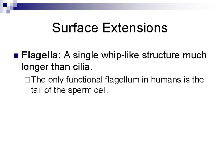 Surface Extensions n Flagella: A single whip-like structure much longer than cilia. ¨ The