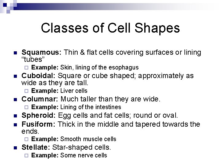 Classes of Cell Shapes n Squamous: Thin & flat cells covering surfaces or lining