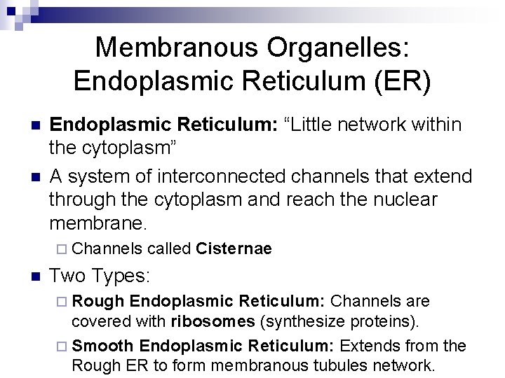 Membranous Organelles: Endoplasmic Reticulum (ER) n n Endoplasmic Reticulum: “Little network within the cytoplasm”