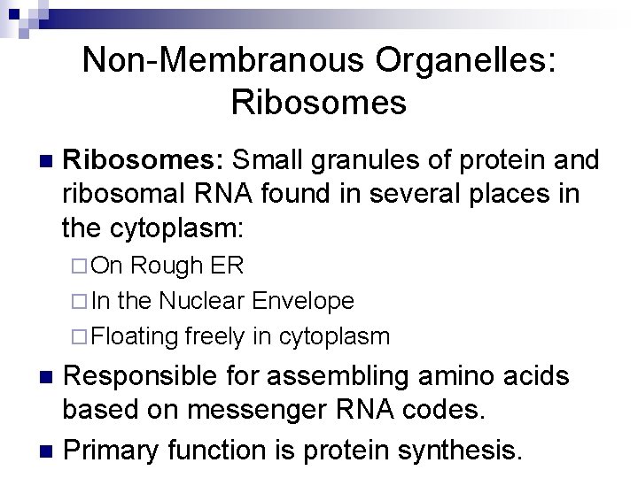 Non-Membranous Organelles: Ribosomes n Ribosomes: Small granules of protein and ribosomal RNA found in