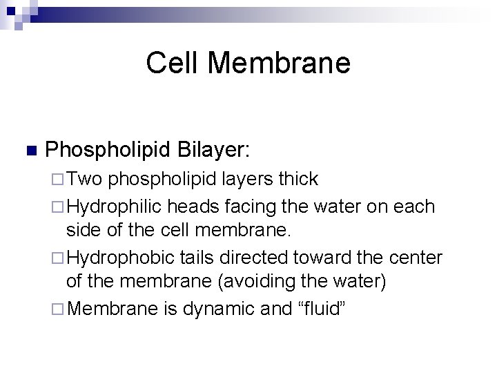 Cell Membrane n Phospholipid Bilayer: ¨ Two phospholipid layers thick ¨ Hydrophilic heads facing