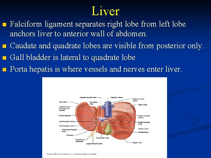Liver n n Falciform ligament separates right lobe from left lobe anchors liver to