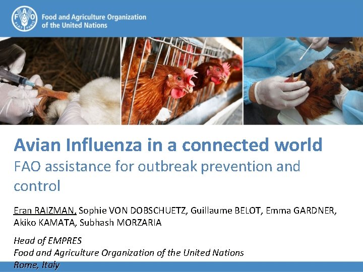 Avian Influenza in a connected world FAO assistance for outbreak prevention and control Eran