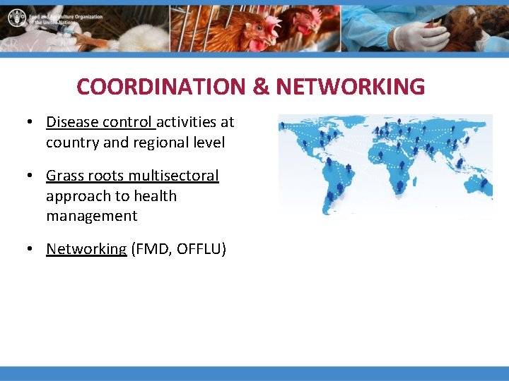 COORDINATION & NETWORKING • Disease control activities at country and regional level • Grass