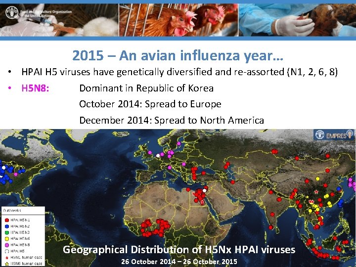 2015 – An avian influenza year… • HPAI H 5 viruses have genetically diversified