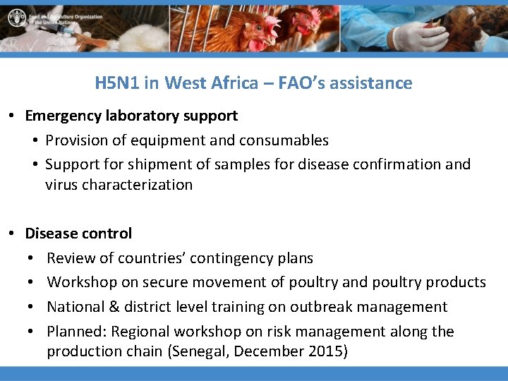 H 5 N 1 in West Africa – FAO’s assistance • Emergency laboratory support