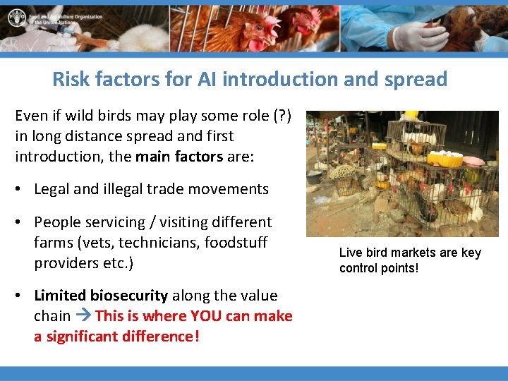 Risk factors for AI introduction and spread Even if wild birds may play some